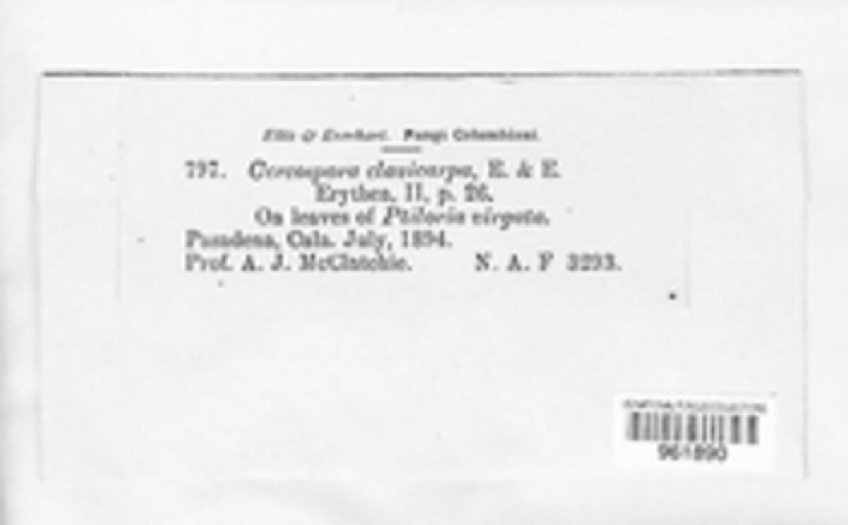 Pseudocercospora clavicarpa image